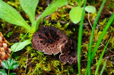 Yaban sarkodon imbricatus, Çin ormanlarında yenilebilir mantar.