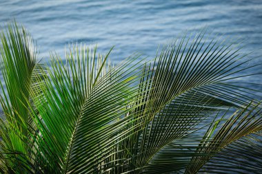 Palmiye yaprakları ve deniz dalgası yüzeyi