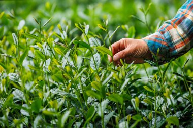 Erkek el tarladaki yeşil çay bitkilerini kontrol ediyor. 