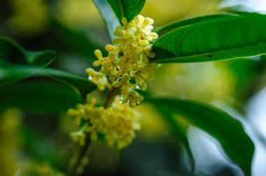 Tatlı bir zeytin dalının makro görüntüsü. Bir demet narin, kokulu sarı çiçek sergileniyor..