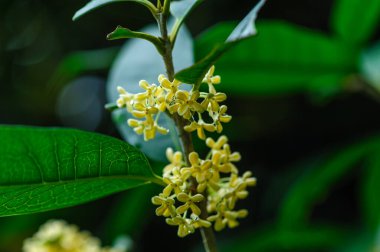 Tatlı bir zeytin dalının makro görüntüsü. Bir demet narin, kokulu sarı çiçek sergileniyor..