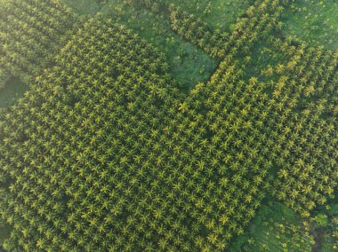 Aerial view of coconut trees. Hainan Province
