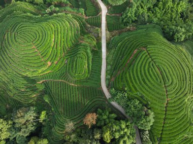 aerial view of a vibrant green tea plantation with terraced rows creating a unique pattern on the hillside