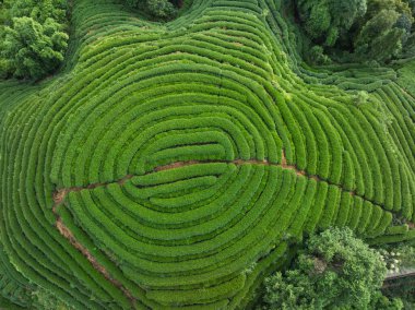 vibrant green tea plantation with terraced rows. aerial view