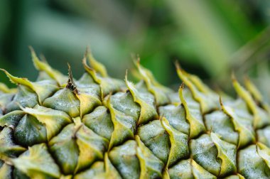 Ananas derisinin dikenli dokusunu gösteren detaylı bir yakın çekim fotoğrafı..