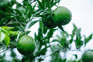 Fresh green mandarins hang from the branches of a citrus tree in a plantation during the rain 
