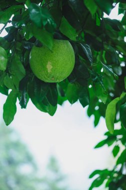 Sonbaharda ağaçta yetişen yeşil gölgelik