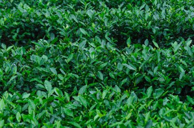 dense field of lush, green tea plants arranged in neat rows