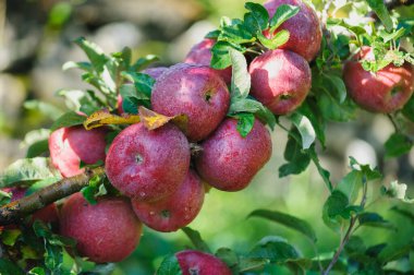 Bahçedeki bir dalda olgunlaşan kırmızı elmaların fotoğrafı.