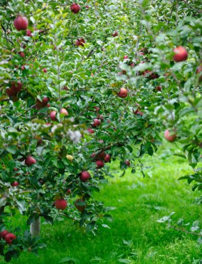 Ağaçtan sarkan kırmızı elmaların fotoğrafı 