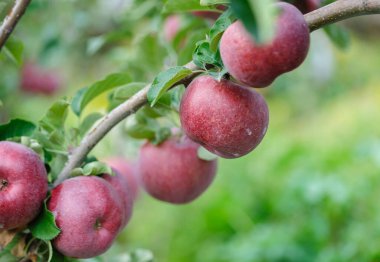Ağaçtan sarkan kırmızı elmaların fotoğrafı 