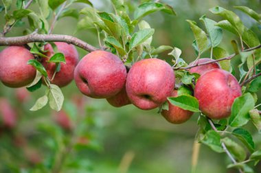Elma bahçesindeki bir dalda olgunlaşmış güneş lekeli elmalar.