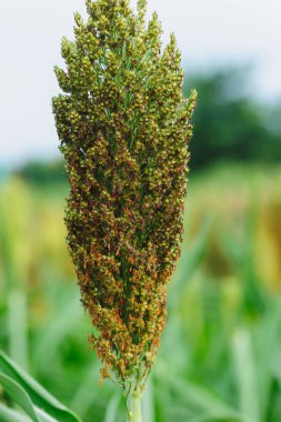 field with growing sorghum plans, mature seed heads 