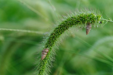 A close-up of a green foxtail plant with two small snails attached to it.