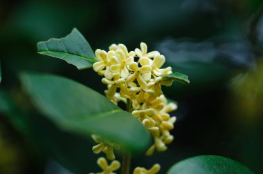 Küçük soluk sarı çiçekler açan, güzel bir zeytin tomurcuğu kümesi. 