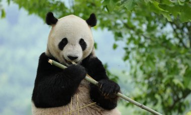 Çin 'in Chengdu şehrinde sıkça görülen bambu yiyen dev bir panda.