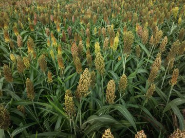 Tarımın tam kare görüntüsü tarla bitkilerinin hasat için hazır olduğunu gösteriyor..