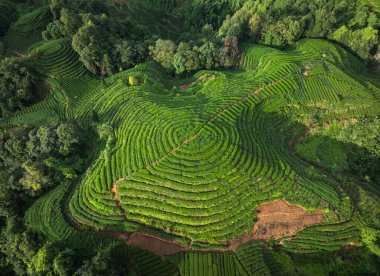 aerial view of a vibrant green tea plantation with terraced rows creating a unique pattern on the hillside