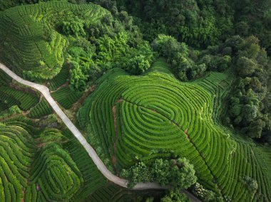 vibrant green tea plantation with terraced rows. aerial view