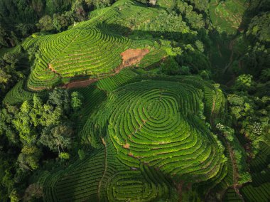 vibrant green tea plantation with terraced rows. aerial view