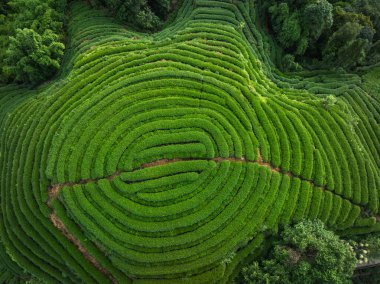 aerial view of a vibrant green tea plantation with terraced rows creating a unique pattern on the hillside