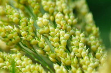 macro shot of plants with seed heads 