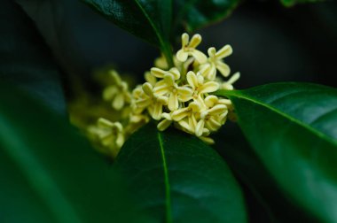 Küçük soluk sarı çiçekler açan, güzel bir zeytin tomurcuğu kümesi. 