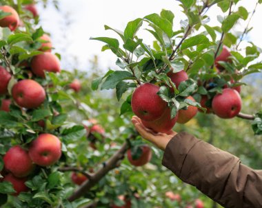 Kırmızı elmalar yemyeşil yapraklar tarafından kısmen gizlenmiş. Köydeki elma bahçesi. 