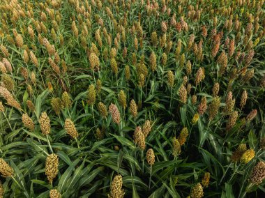 Tarımın tam kare görüntüsü tarla bitkilerinin hasat için hazır olduğunu gösteriyor..