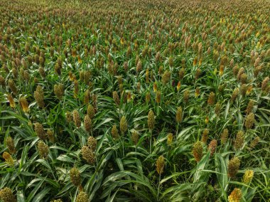 Yeşil sapların tam çerçeve görüntüsü ve bir sorgum bitkisinin altın-kahverengi başları 