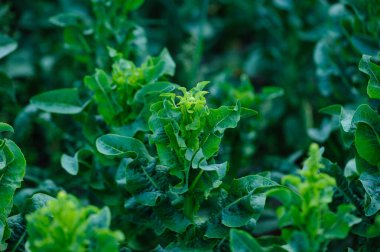 detailed view shows the vibrant green stems and leaves of a stem lettuce plant.
