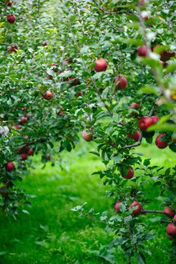 Elma bahçesindeki bir dalda olgunlaşmış güneş lekeli elmalar.