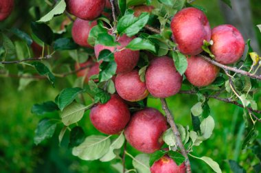 Olgun kırmızı elmalar yeşil yaprakların arasında ağaçtan sarkan.