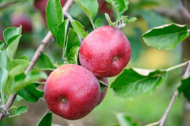 Meyve bahçesindeki ağaçta yetişen kırmızı elmalar