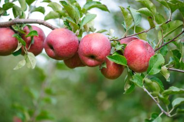 Meyve bahçesindeki ağaçta yetişen kırmızı elmalar