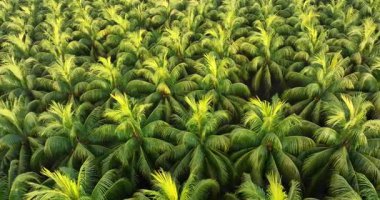 Canlı yeşil palmiye yapraklarından oluşan yoğun bir grubun yüksek açılı görüntüsü doğal ve tekrarlayan bir desen oluşturur..