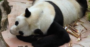 Sevimli dev panda hayvanat bahçesinde yatıyor.