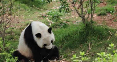 Dev bir panda, bambu sapını yerken küçük tüylü bir hayvanı nazikçe tutar.