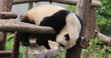 Dev bir panda mışıl mışıl uyuyor. Kafası aşağı sarkmış bir dalın üzerinde tembelce yatıyor.