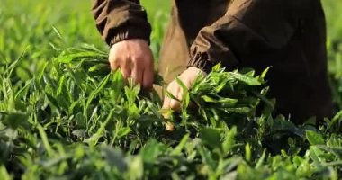 Çiftçinin çay fabrikasından taze yaprak topladığı detaylı bir video..