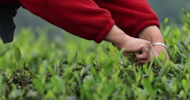 İnsan, çay tarlasından taze yeşil çay yaprakları topluyor..