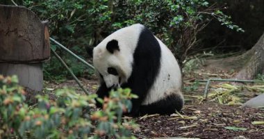 Dev bir panda yerde oturur ve bir yığın bambu sapını yer..