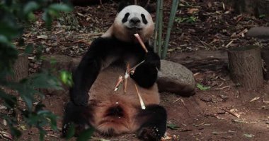 Dev bir panda yerde oturur ve bir yığın bambu sapını yer..