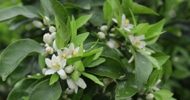 Beyaz çiçekleri ve parlak yeşil yaprakları olan çiçekli bir narenciye ağacının dalına yakın plan..