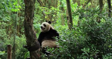 Dev bir panda yemyeşil bir ormanda, bir ağaç gövdesine karşı huzur içinde dinleniyor..