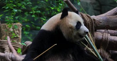 Dev bir panda kaplamasının üzerinde oturur ve bir yığın bambu sapını mutlulukla yer..