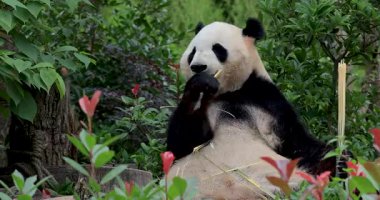 Dev panda bambu doğada yemek 