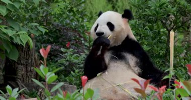 Vahşi büyük panda ormanda bambu yiyor. 