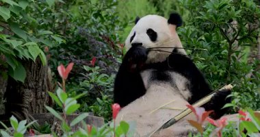 Bambu yiyen panda, zaman aşımı, hızlı video 
