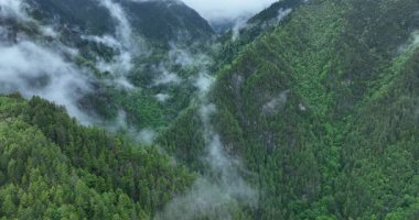 Sis veya sis, yemyeşil orman vadilerinde bulutlu bir günde sürükleniyor..